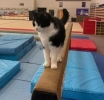 Tribute paid to much-loved Alexander Stadium resident cat
