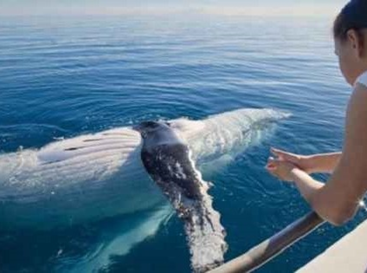 Sealink highlights Australia’s top whale watching destinations for 2026